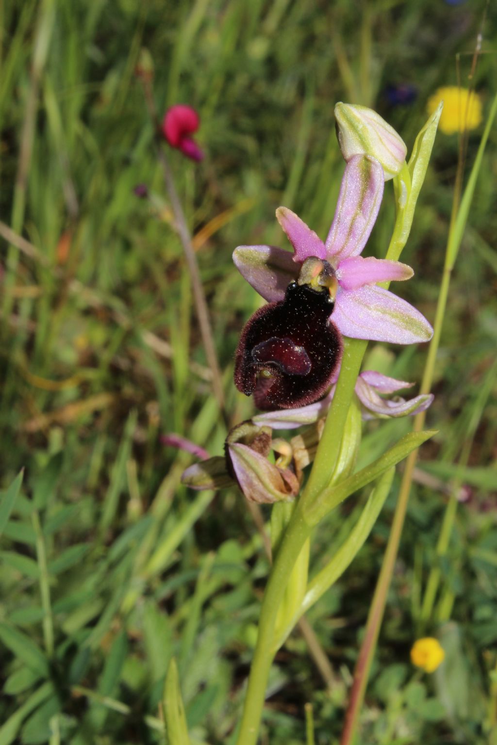 Orchidee dal promontorio del Gargano